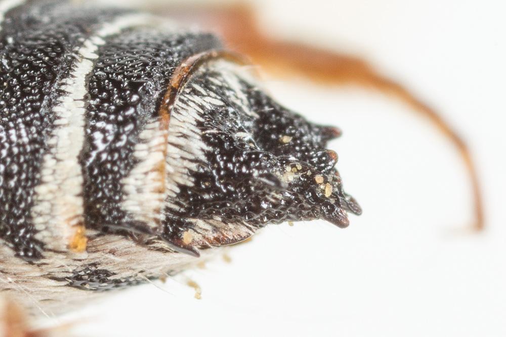  Coelioxys obtusa Pérez, 1884