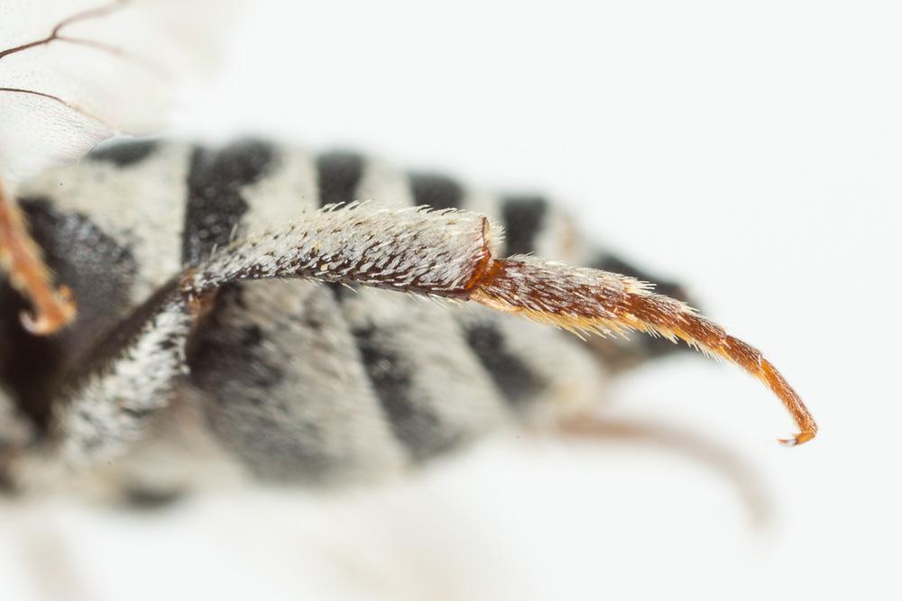 Coelioxys obtusa Pérez, 1884