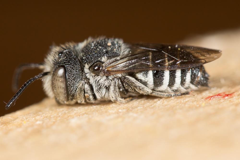 Coelioxys echinata Förster, 1853