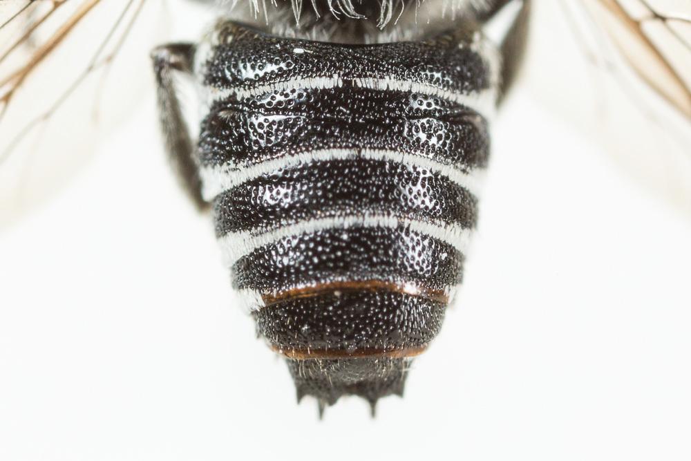 Coelioxys echinata Förster, 1853