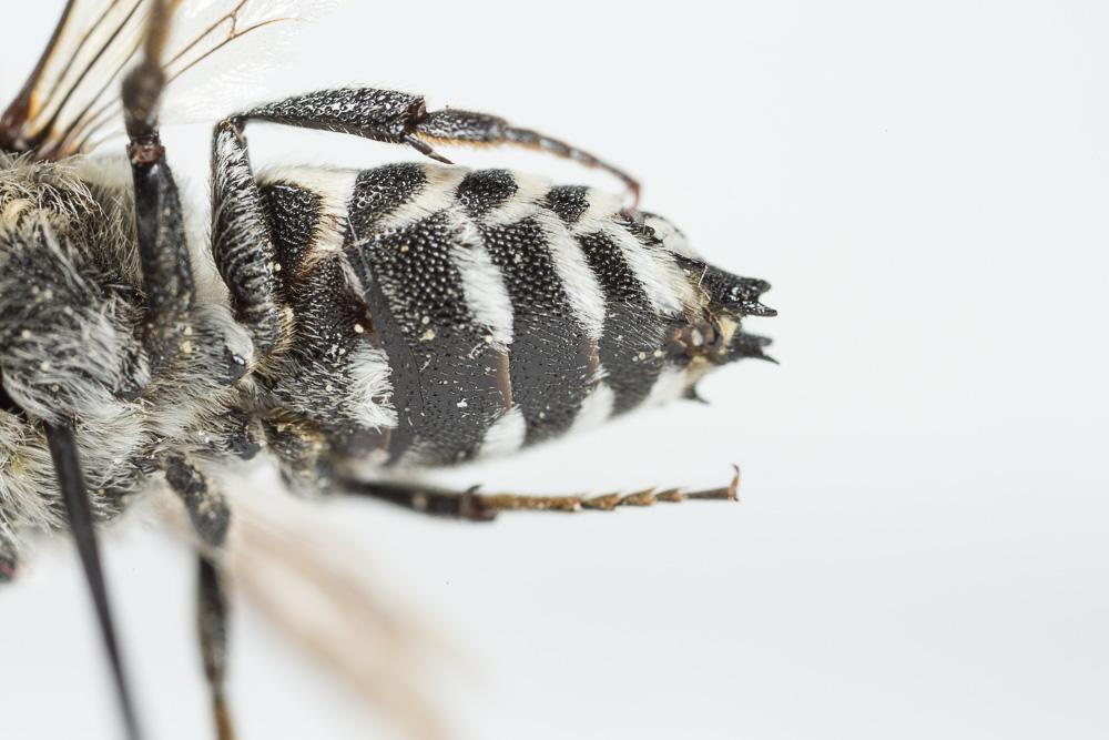 Coelioxys conoidea (Illiger, 1806)