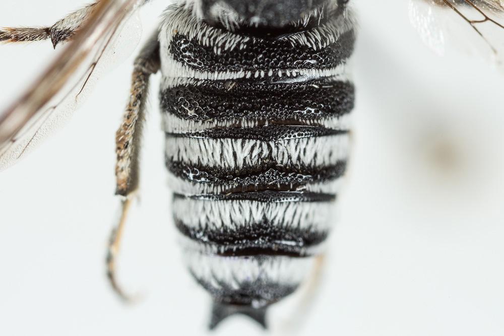 Coelioxys argentea Lepeletier, 1841