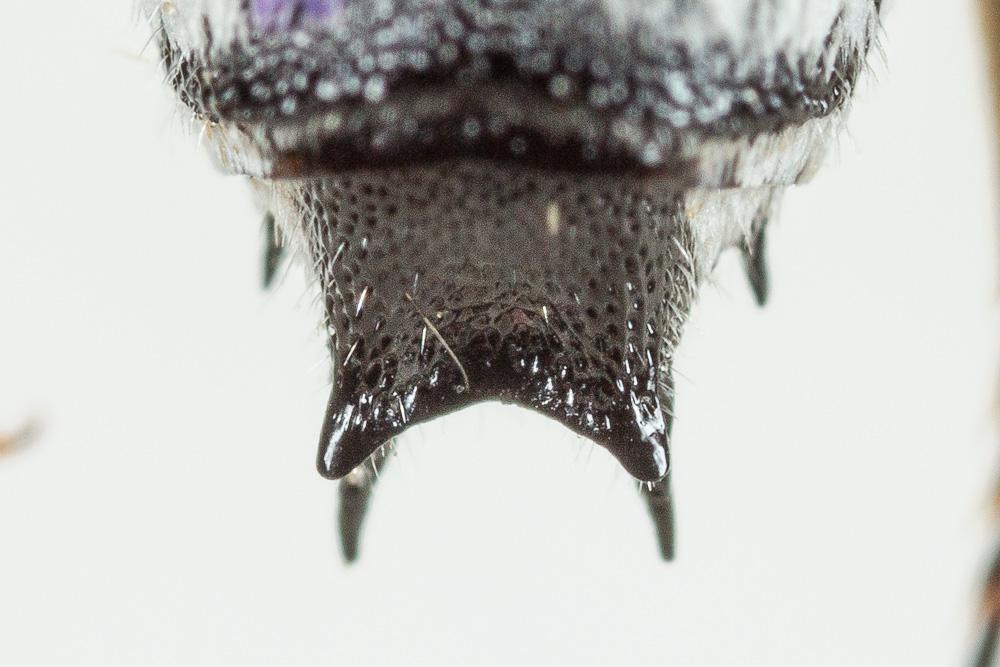  Coelioxys argentea Lepeletier, 1841