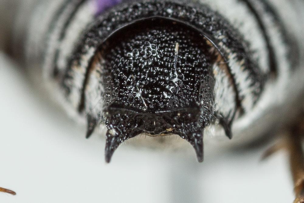 Coelioxys argentea Lepeletier, 1841