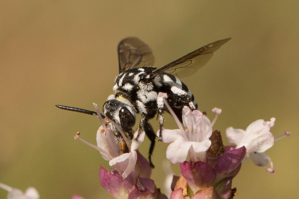 Crocise rameuse Thyreus ramosus (Lepeletier, 1841)