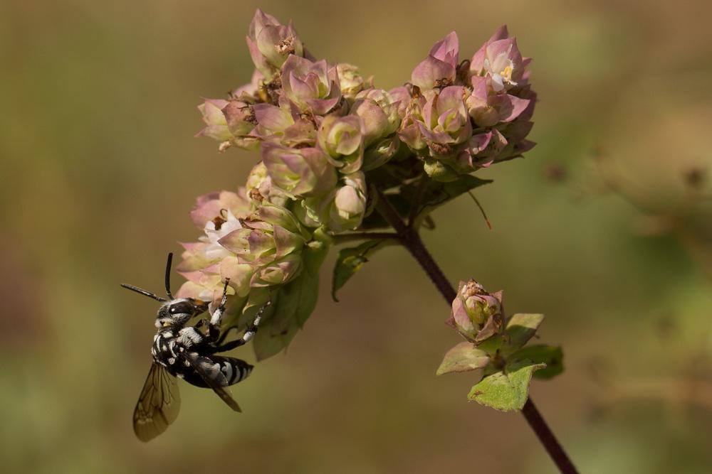 Crocise rameuse Thyreus ramosus (Lepeletier, 1841)