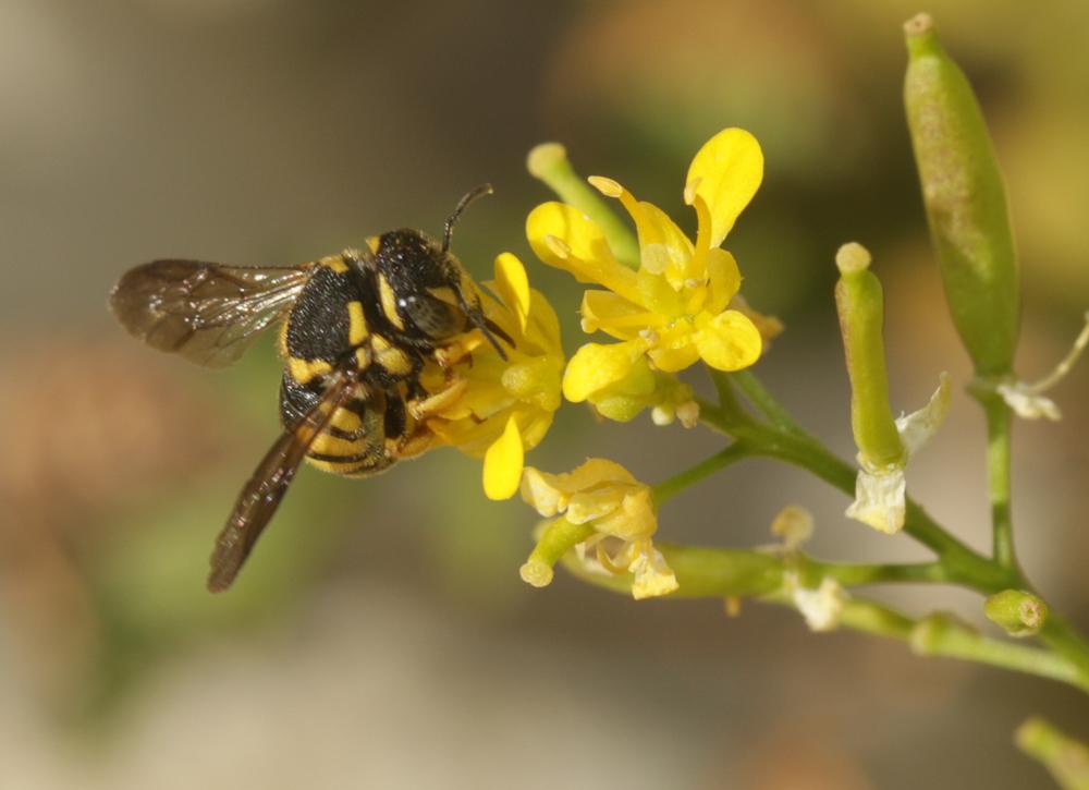  Anthidiellum strigatum (Panzer, 1805)