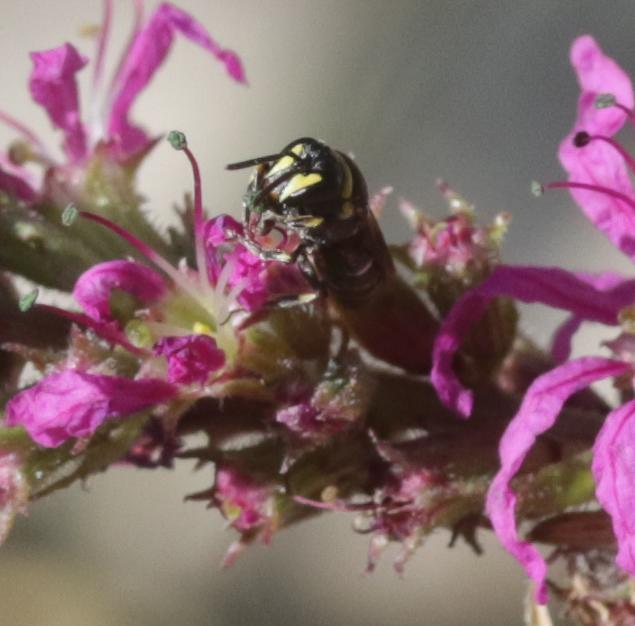 Hylaeus pictus (Smith, 1853)
