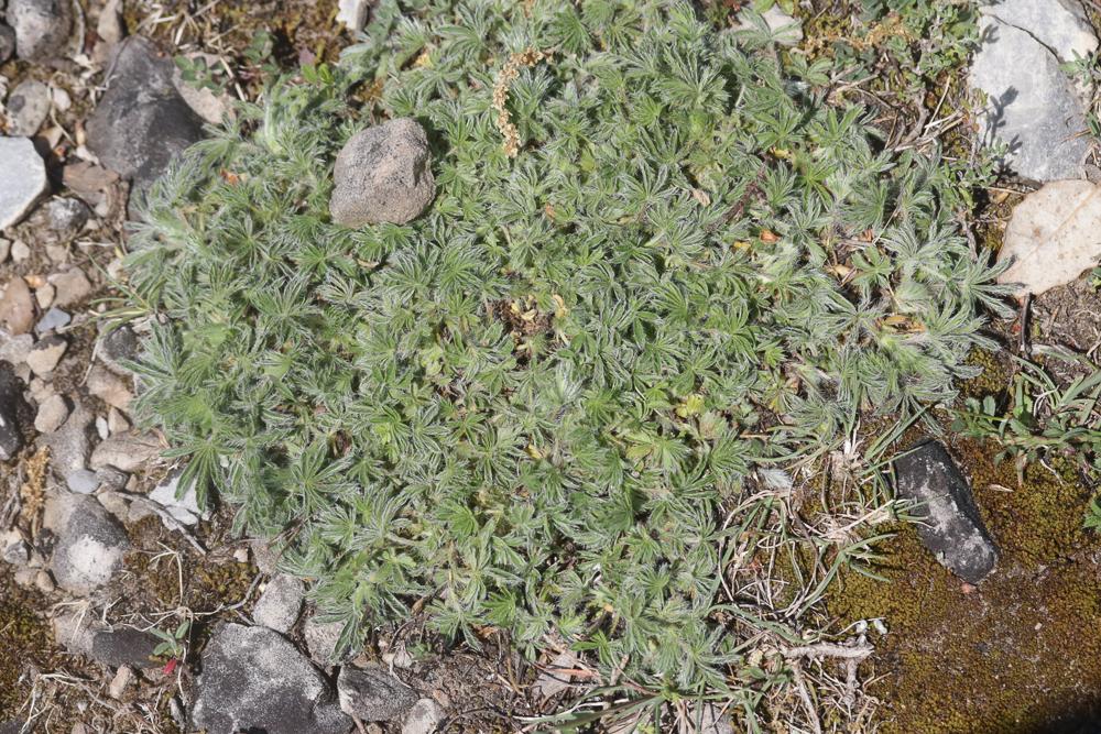 Potentille velue Potentilla hirta L., 1753
