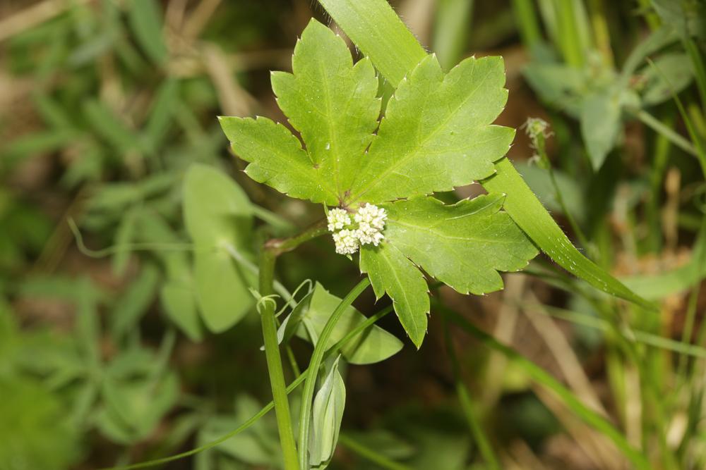 Sanicle d'Europe, Herbe aux chênes Sanicula europaea L., 1753
