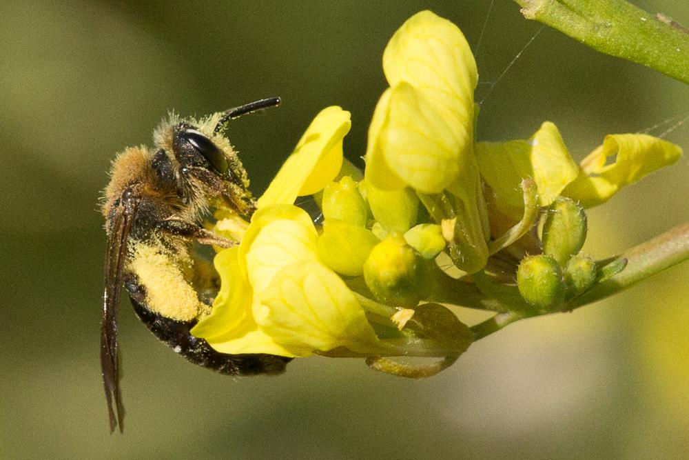  Andrena Fabricius, 1775