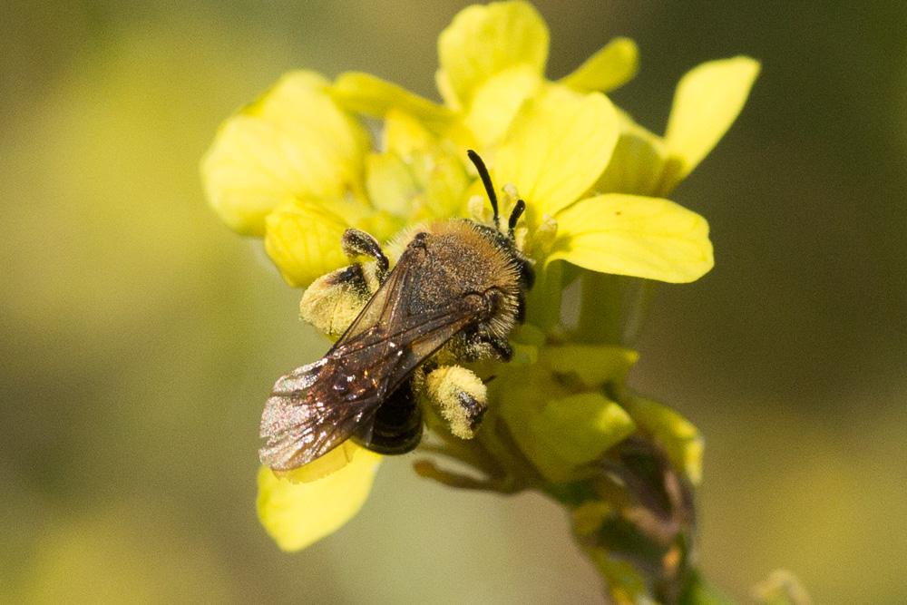Andrena Fabricius, 1775