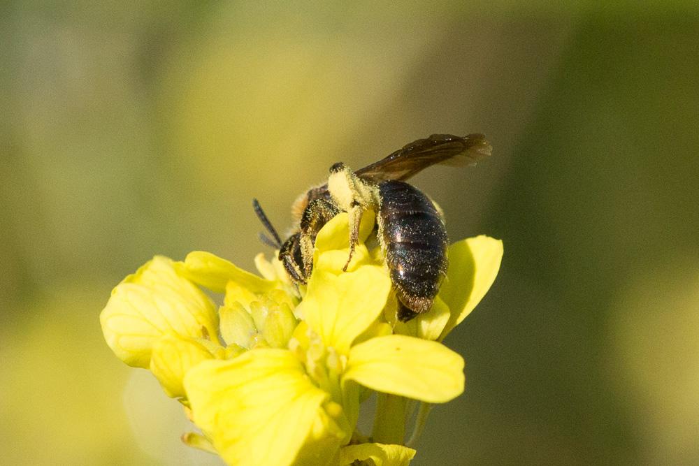 Andrena Fabricius, 1775