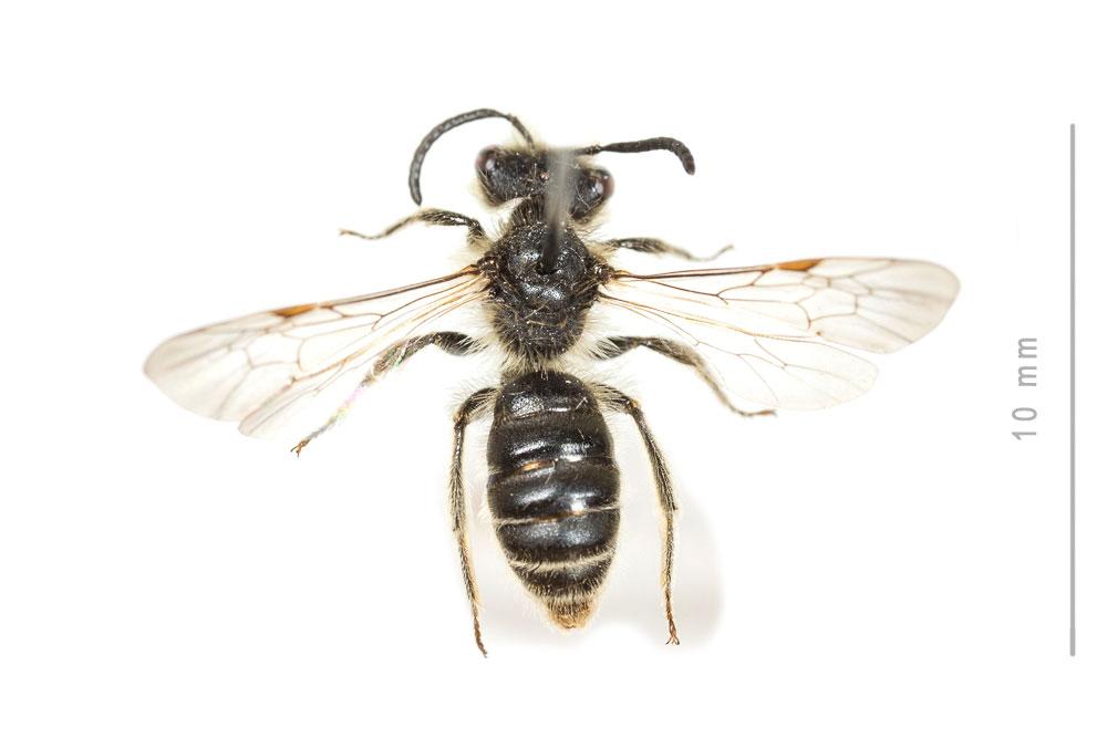  Andrena orbitalis Morawitz, 1871