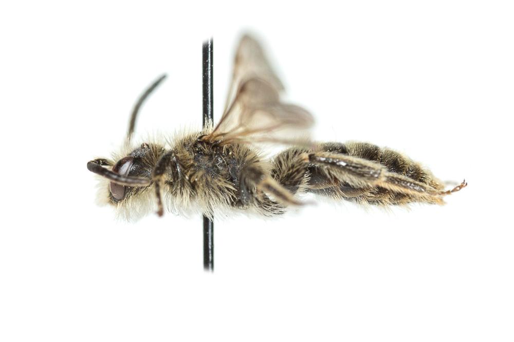  Andrena orbitalis Morawitz, 1871