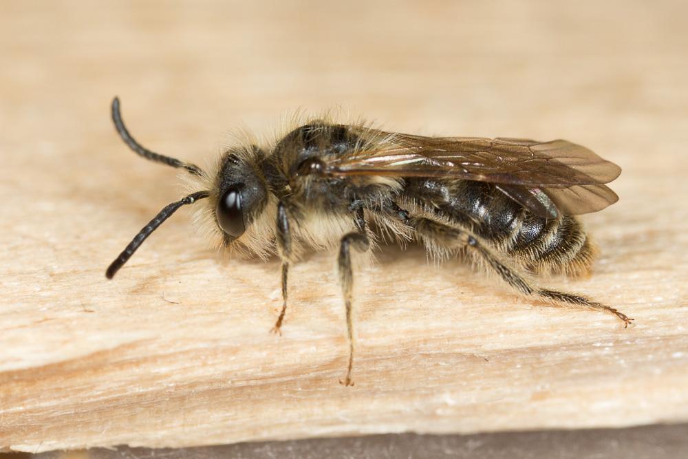 Andrena orbitalis Morawitz, 1871