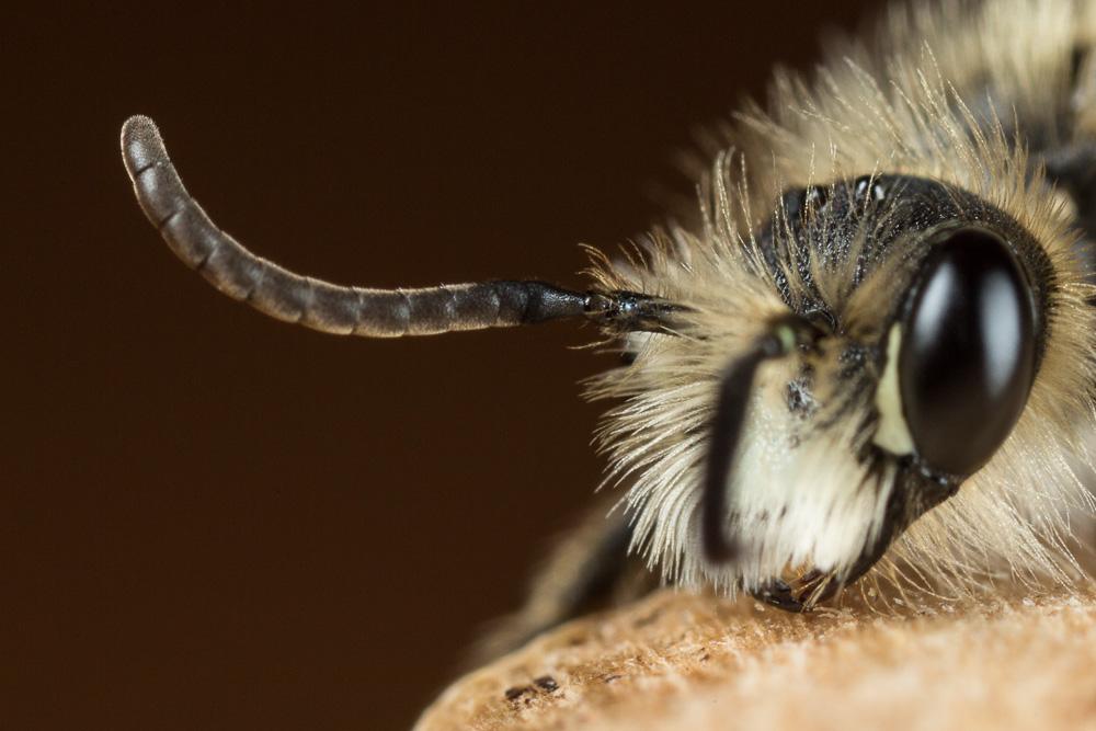  Andrena orbitalis Morawitz, 1871