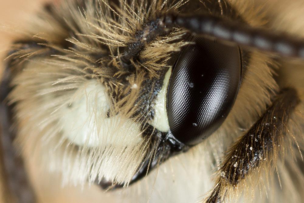  Andrena orbitalis Morawitz, 1871
