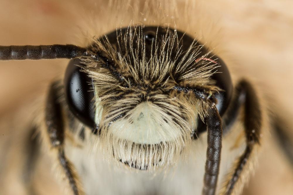 Andrena orbitalis Morawitz, 1871