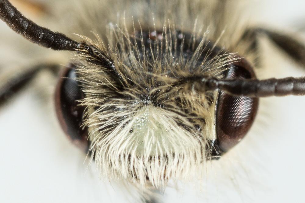 Andrena orbitalis Morawitz, 1871