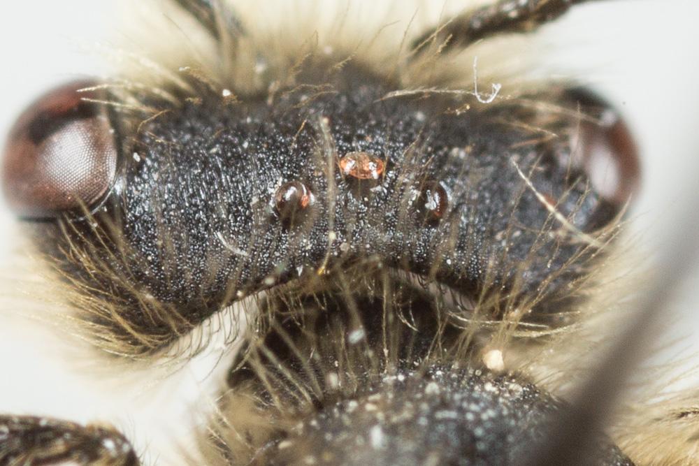 Andrena orbitalis Morawitz, 1871