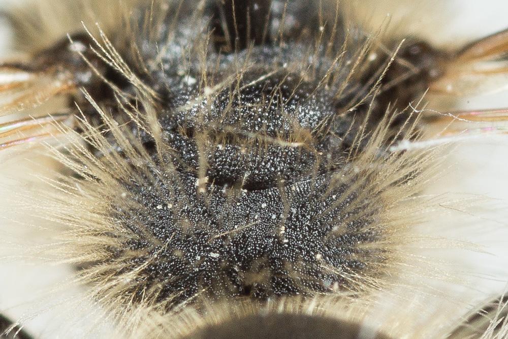  Andrena orbitalis Morawitz, 1871
