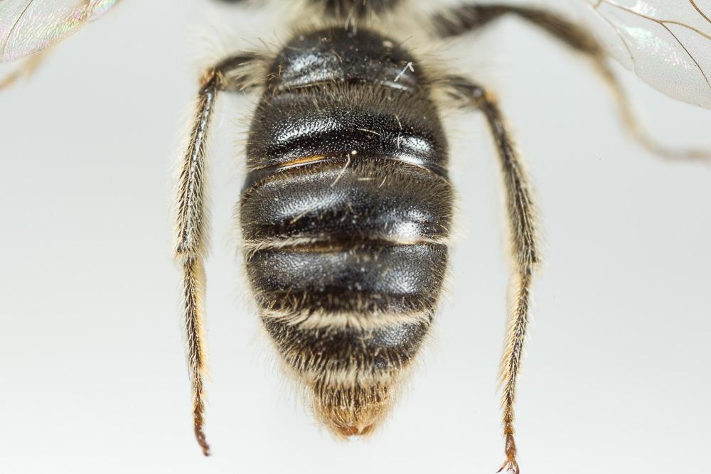 Andrena orbitalis Morawitz, 1871
