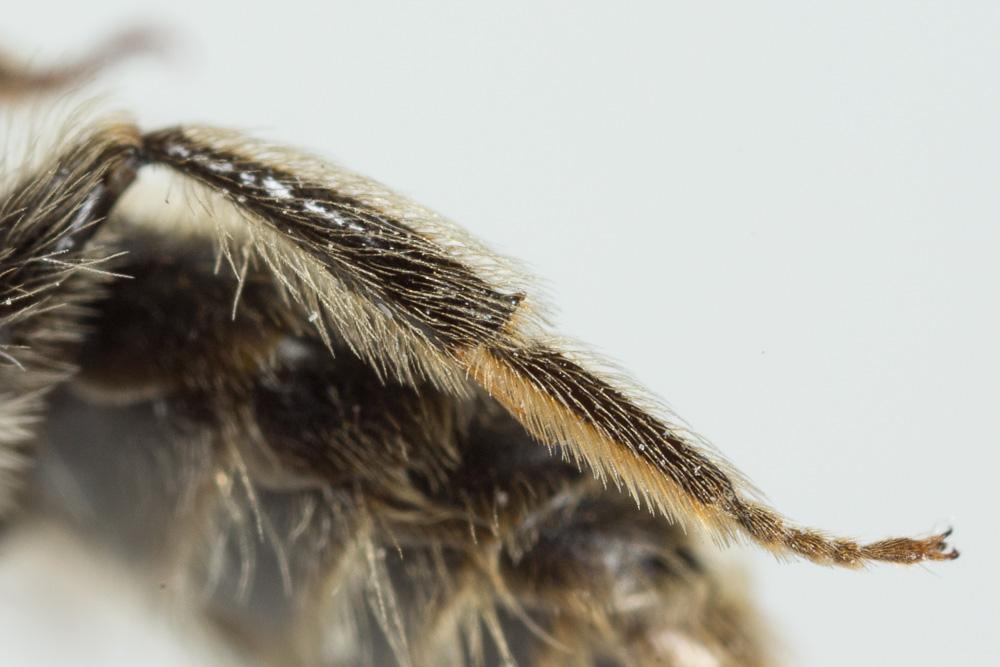 Andrena orbitalis Morawitz, 1871