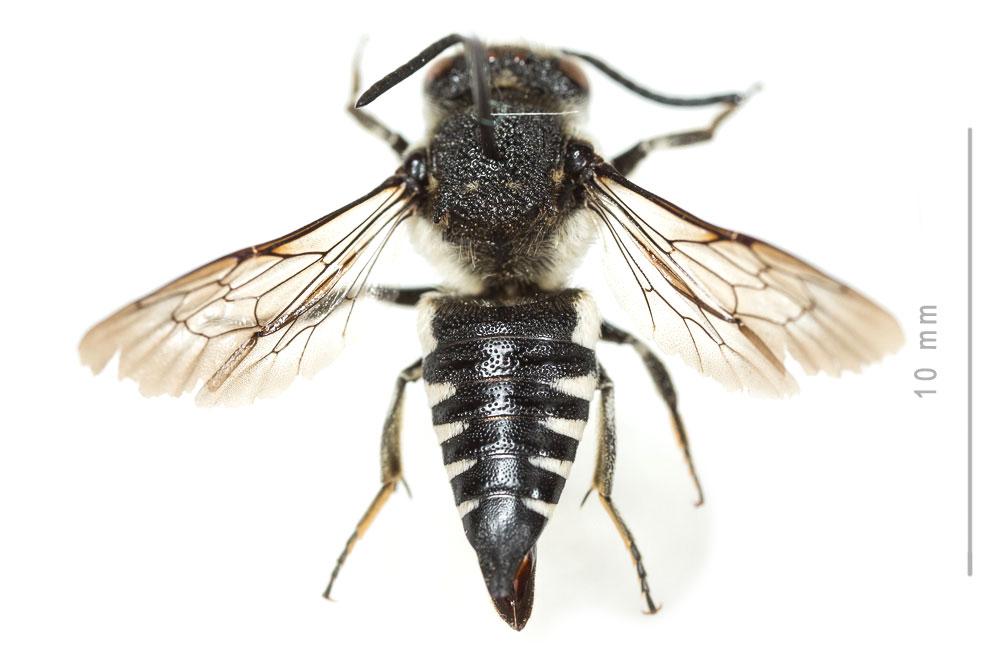Coelioxys conoidea (Illiger, 1806)