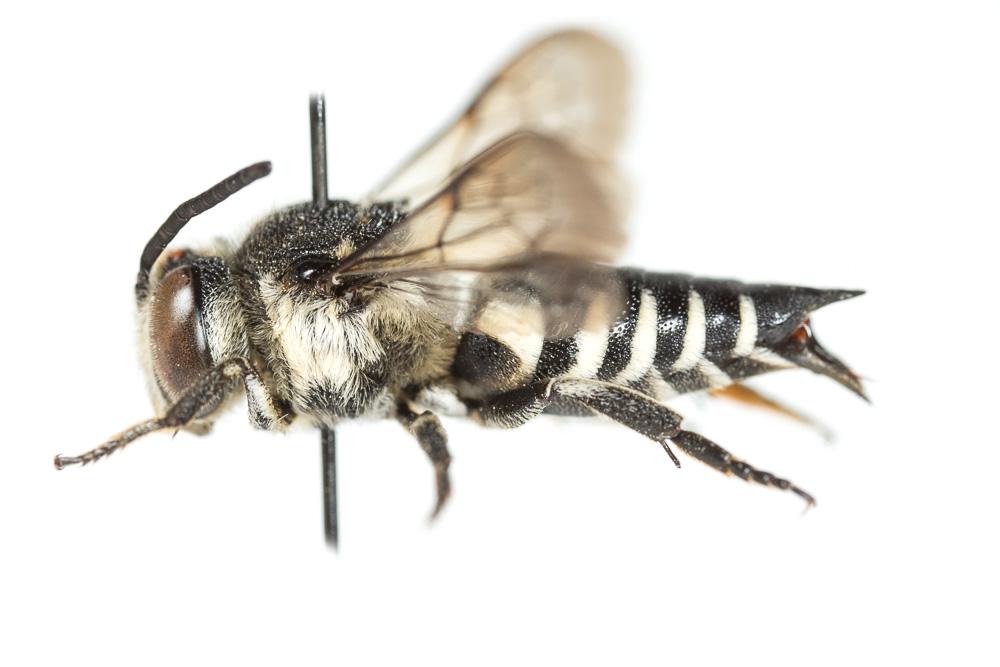  Coelioxys conoidea (Illiger, 1806)