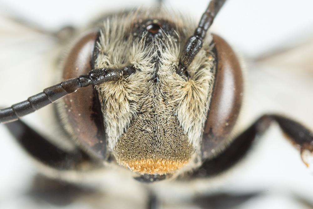  Coelioxys conoidea (Illiger, 1806)
