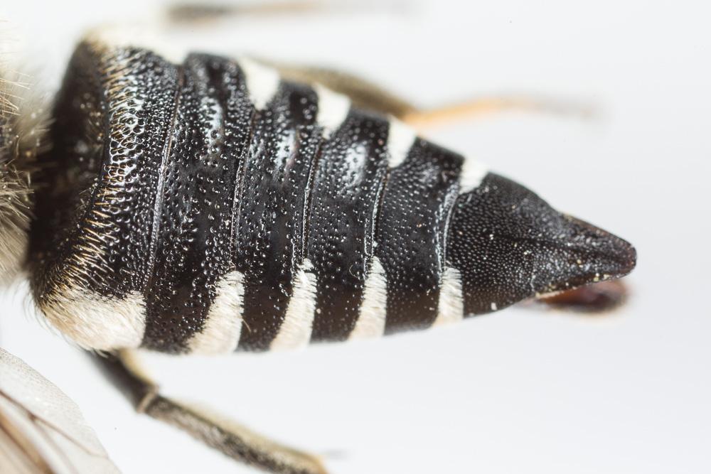 Coelioxys conoidea (Illiger, 1806)