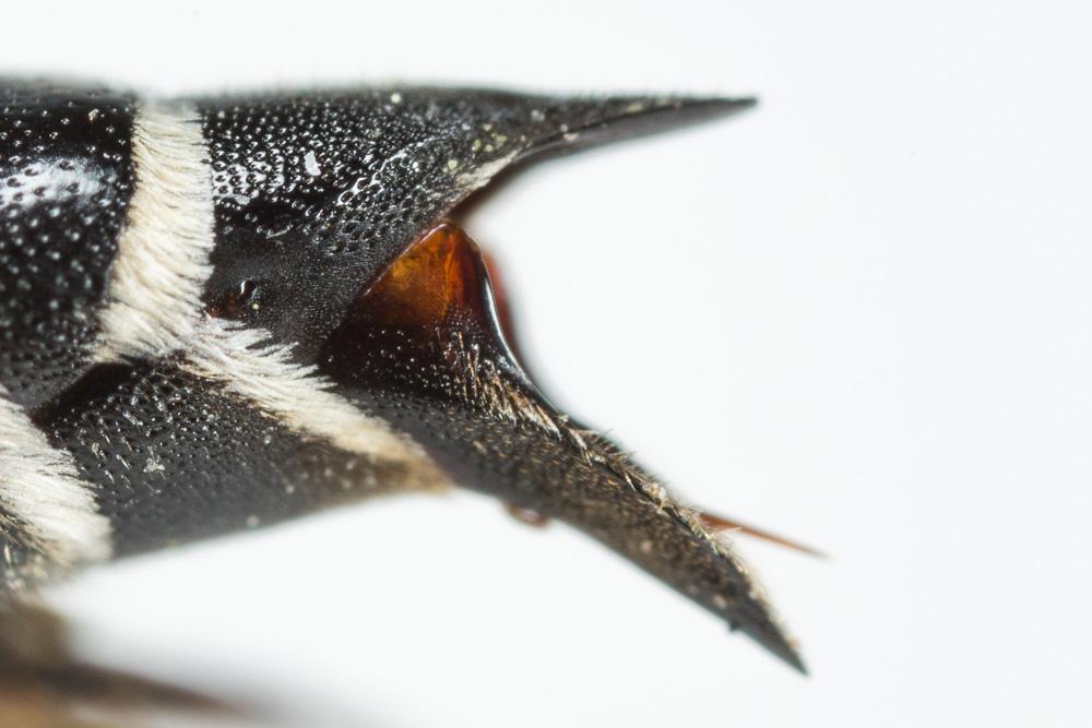 Coelioxys conoidea (Illiger, 1806)