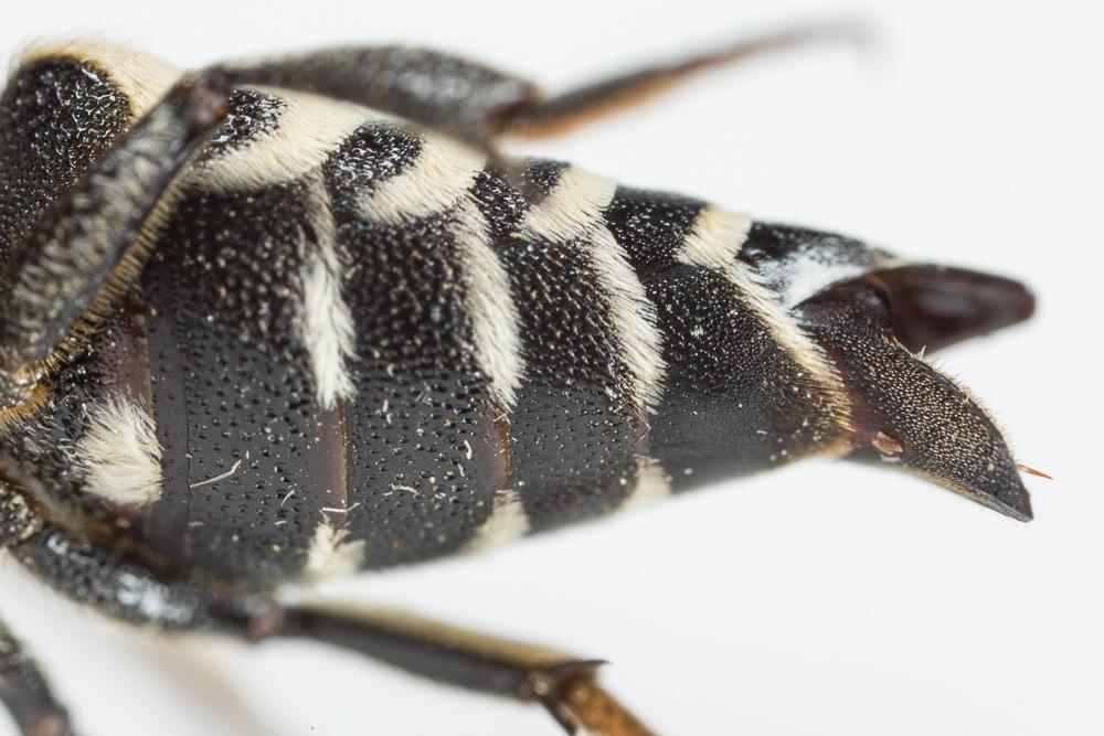  Coelioxys conoidea (Illiger, 1806)