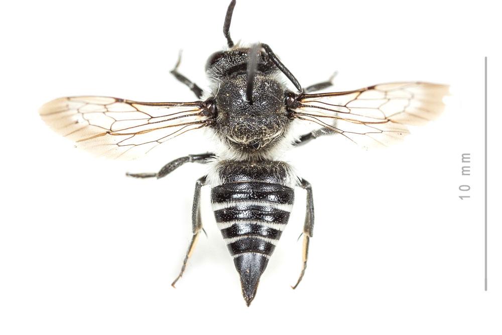Coelioxys quadridentata (Linnaeus, 1758)