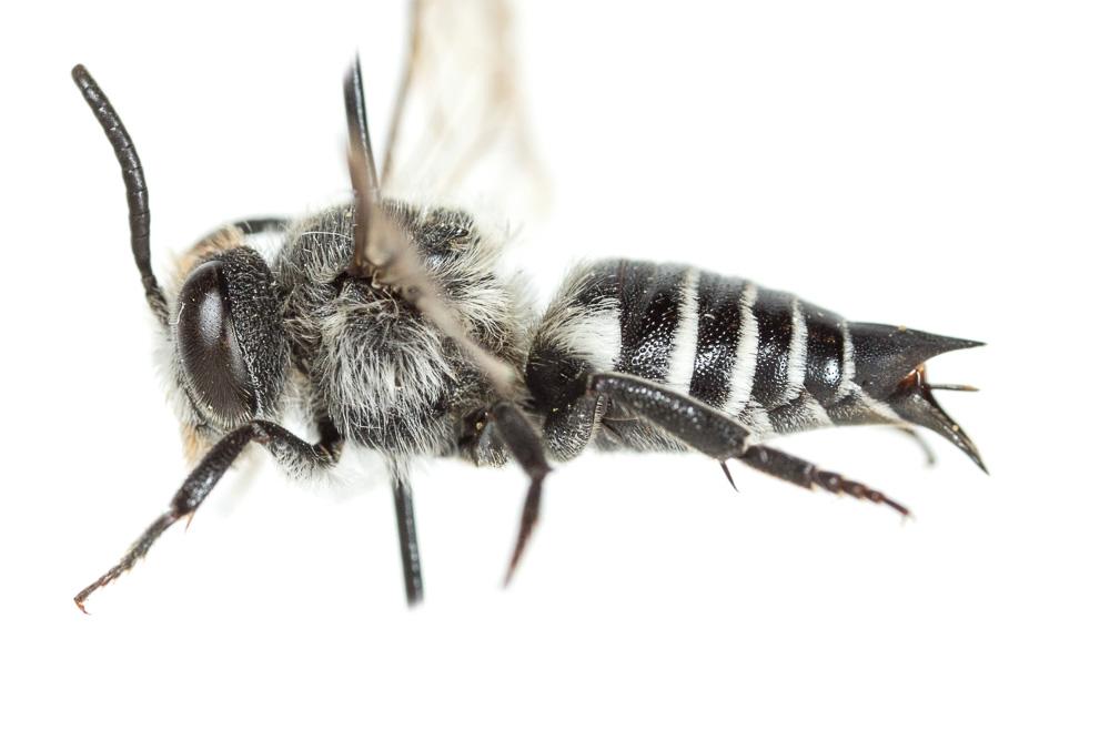  Coelioxys quadridentata (Linnaeus, 1758)