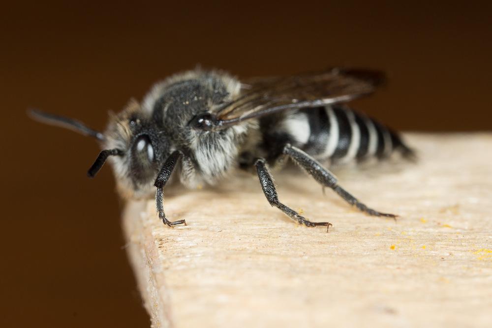 Coelioxys quadridentata (Linnaeus, 1758)