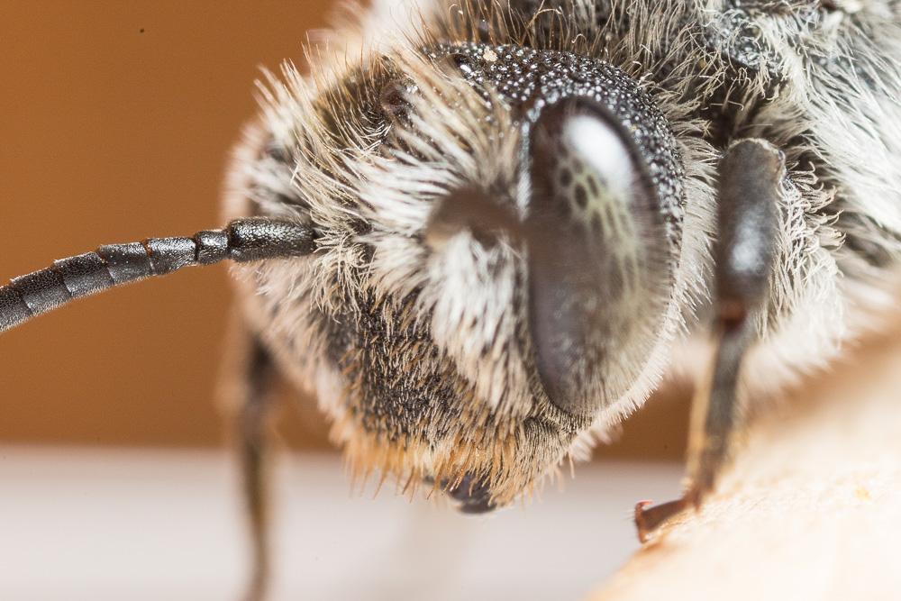 Coelioxys quadridentata (Linnaeus, 1758)
