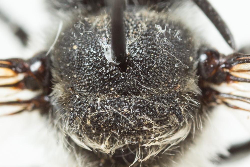 Coelioxys quadridentata (Linnaeus, 1758)