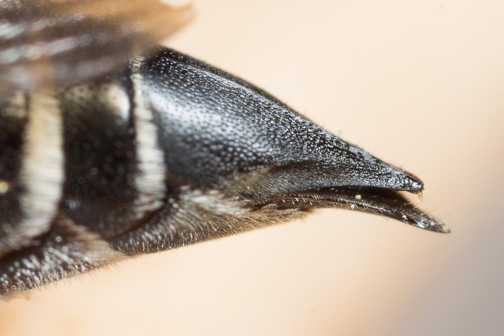 Coelioxys quadridentata (Linnaeus, 1758)