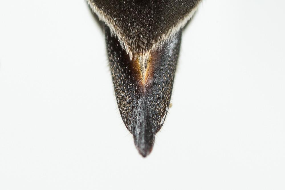  Coelioxys quadridentata (Linnaeus, 1758)