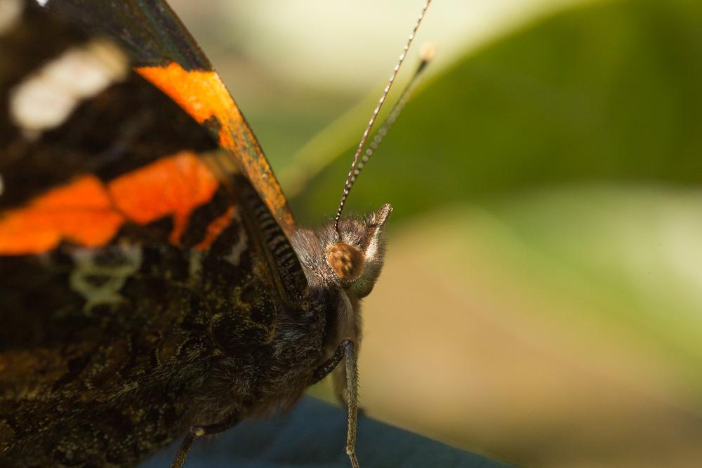 Vulcain (Le), Amiral (L'), Vanesse Vulcain (La), C Vanessa atalanta (Linnaeus, 1758)