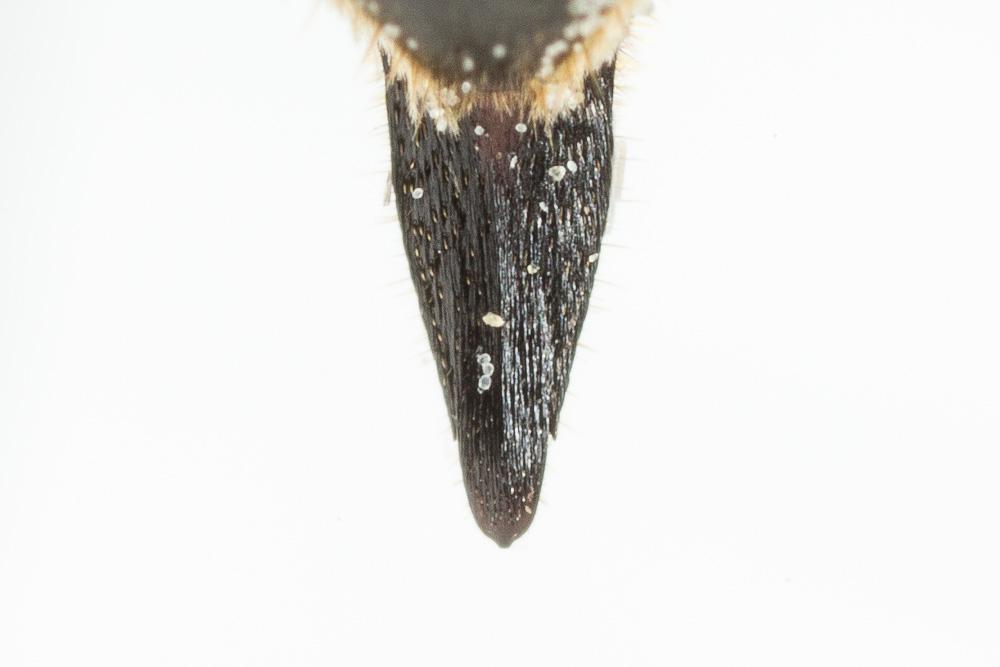 Coelioxys inermis (Kirby, 1802)