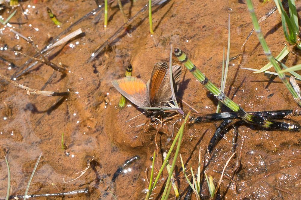 Moiré fauve (Le) Erebia mnestra (Hübner, 1804)