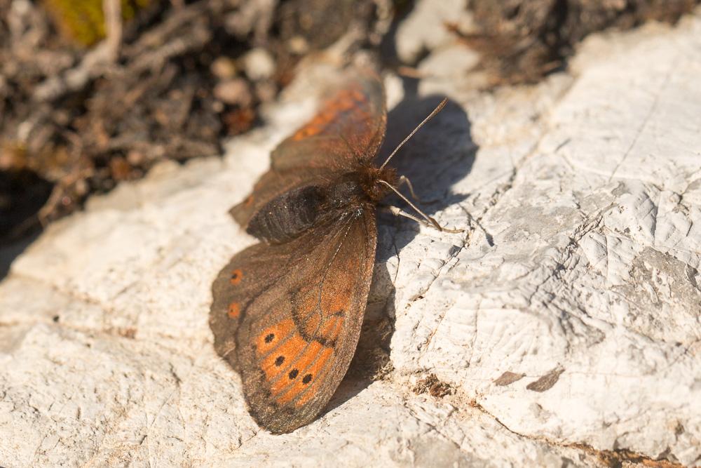Moiré cendré (Le), Grand Nègre bernois (Le) Erebia pandrose (Borkhausen, 1788)