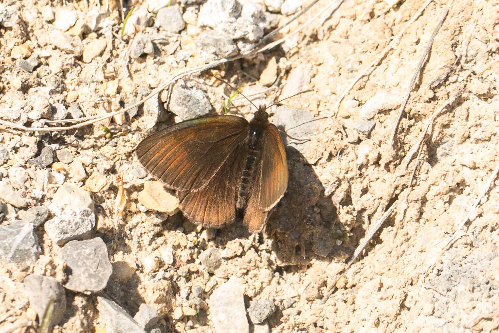 Moiré velouté (Le), Moiré des glaciers (Le) Erebia pluto (Prunner, 1798)