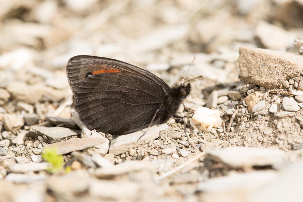 Moiré des pierriers (Le) Erebia scipio Boisduval, 1833