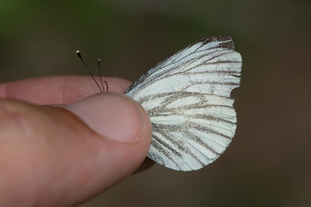 Piéride de l'Arabette (La), Piéride de la Bryone ( Pieris bryoniae (Hübner, 1800)