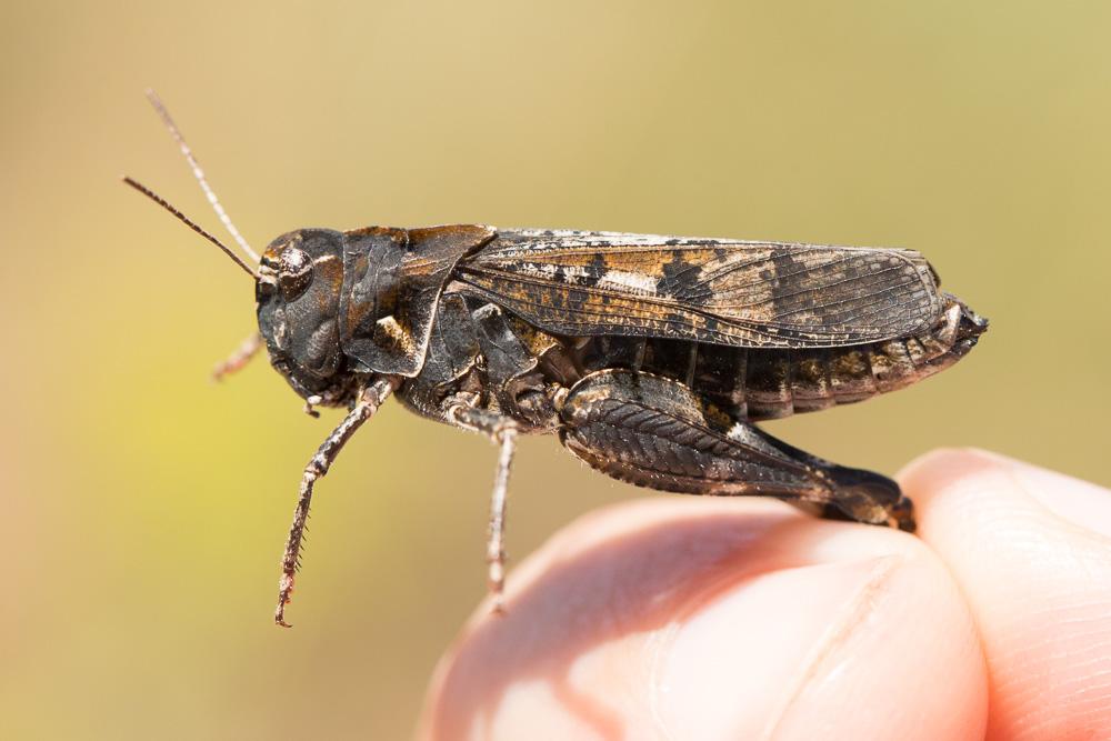 OEdipode cévenole, OEdipode caussenarde Celes variabilis (Pallas, 1771)