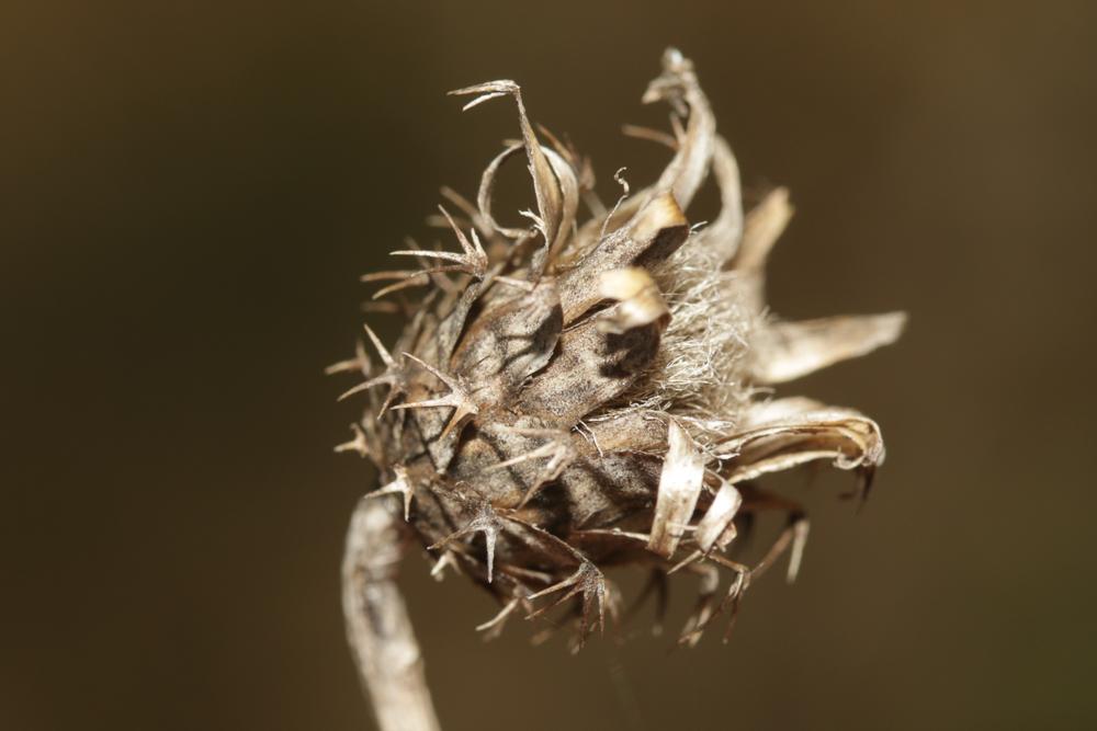 Centaurée rude Centaurea aspera L., 1753